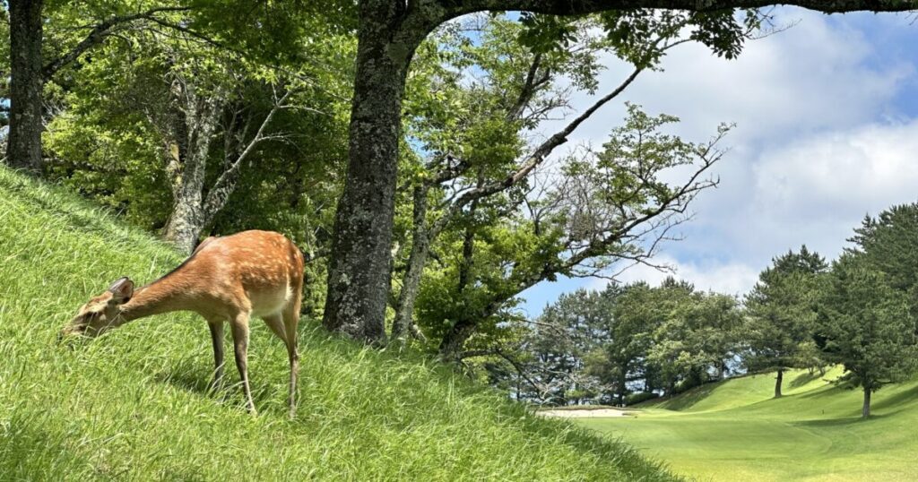 ゴルフ場の林の中で草を食べる鹿